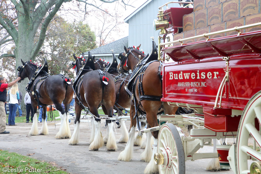 Budweiser Clydesdales at the Kentucky Horse Park