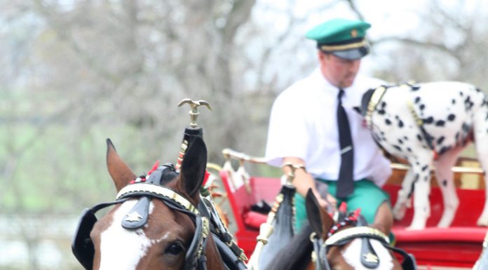budweiser clydesdales at the kentucky horse park