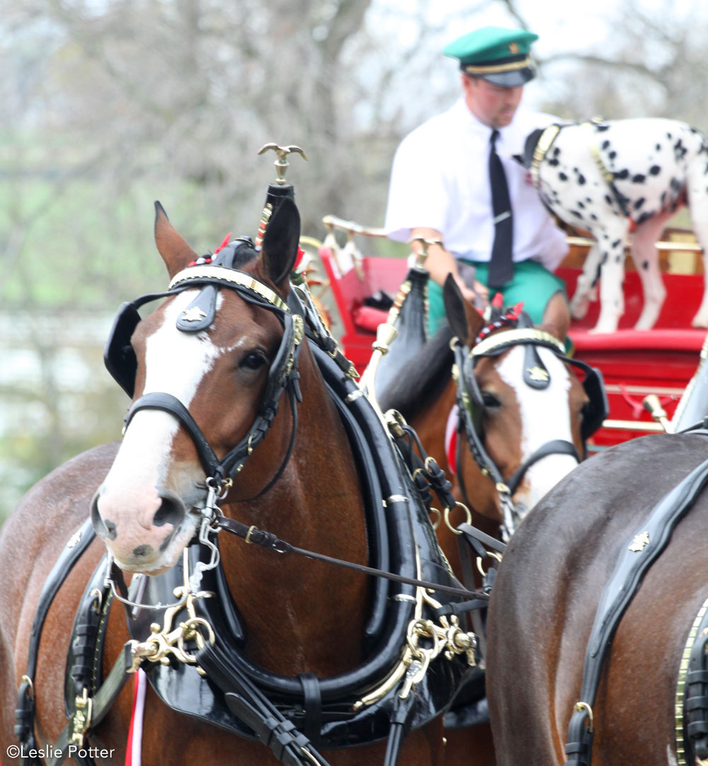 Budweiser Clydesdales at the Kentucky Horse Park