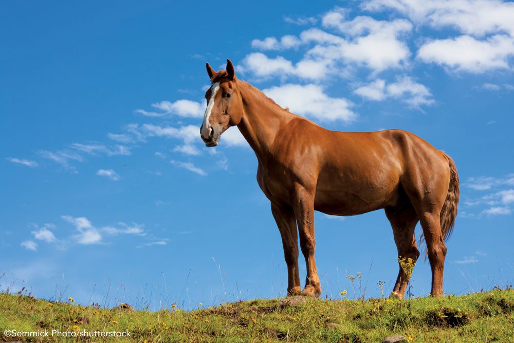 Chestnut horse