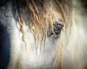 Breed Portrait: The Curly Horse