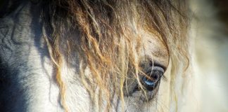 Curly horse forelock