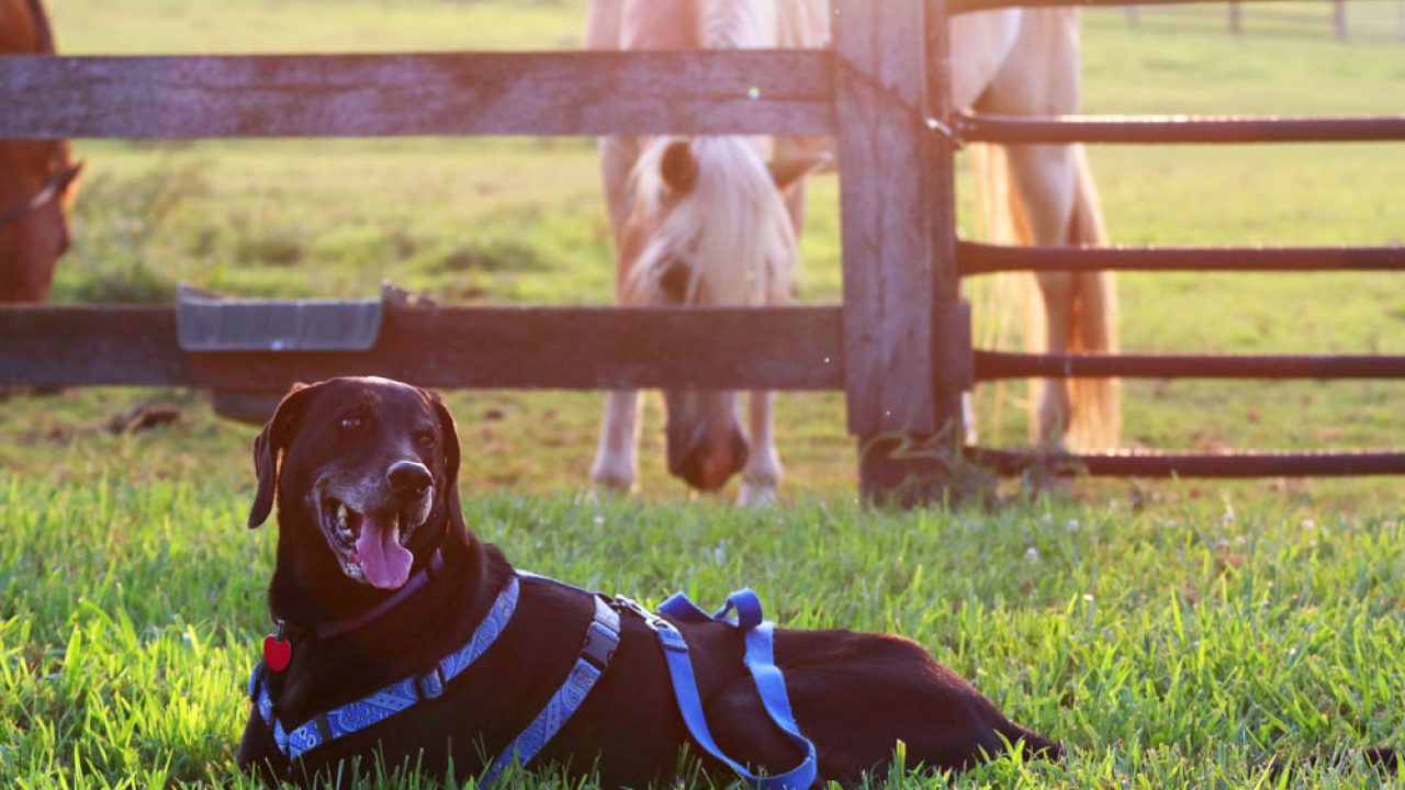 Are Horse Hooves Safe For Dogs