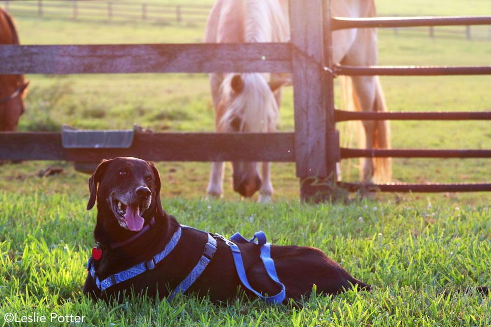 Dog and horses