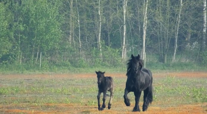 Fell Pony mare and foal