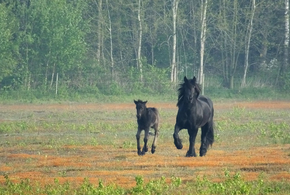 Fell Pony mare and foal