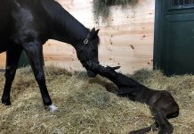 Foal patrol cameras capturing a Thoroughbred mare and newborn foal