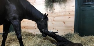 Foal patrol cameras capturing a Thoroughbred mare and newborn foal