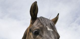 Closeup of a horse eating grass