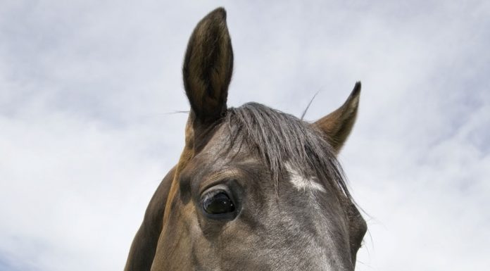Closeup of a horse eating grass