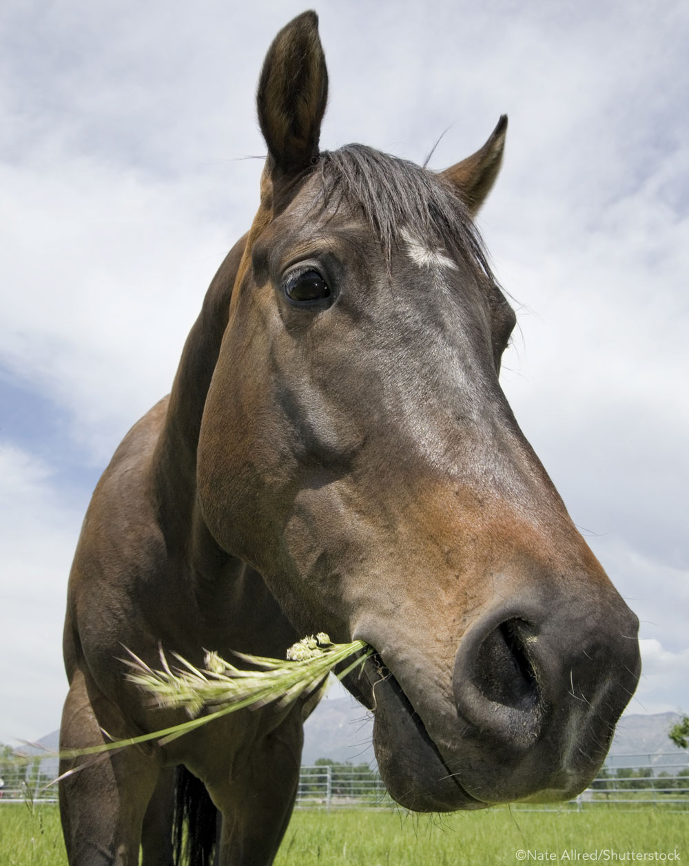 Closeup of a horse eating grass