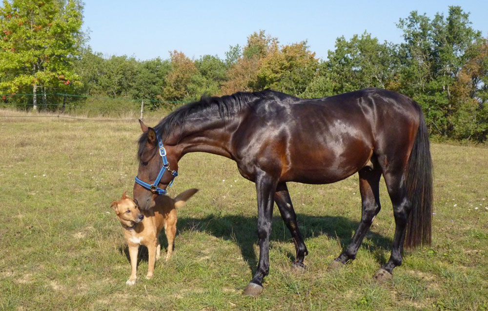 Horse and Dog