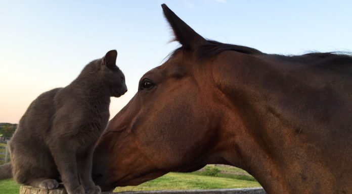 horse with barn cat