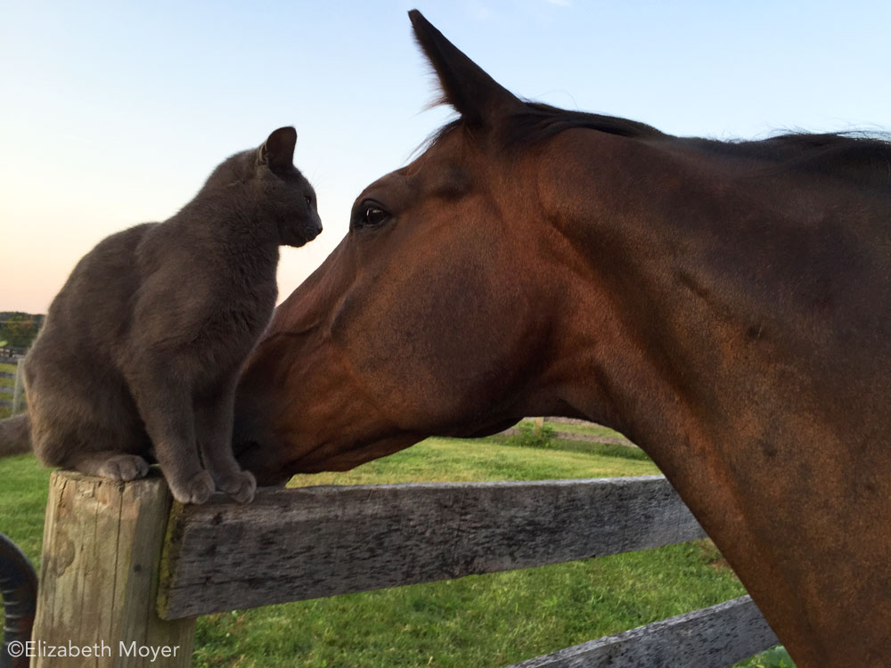 Horse with barn cat