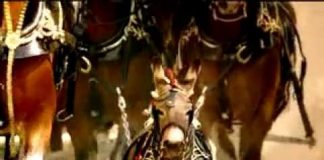 2004 Budweiser Clydesdale Ad: Donkey Budweiser Clydesdale
