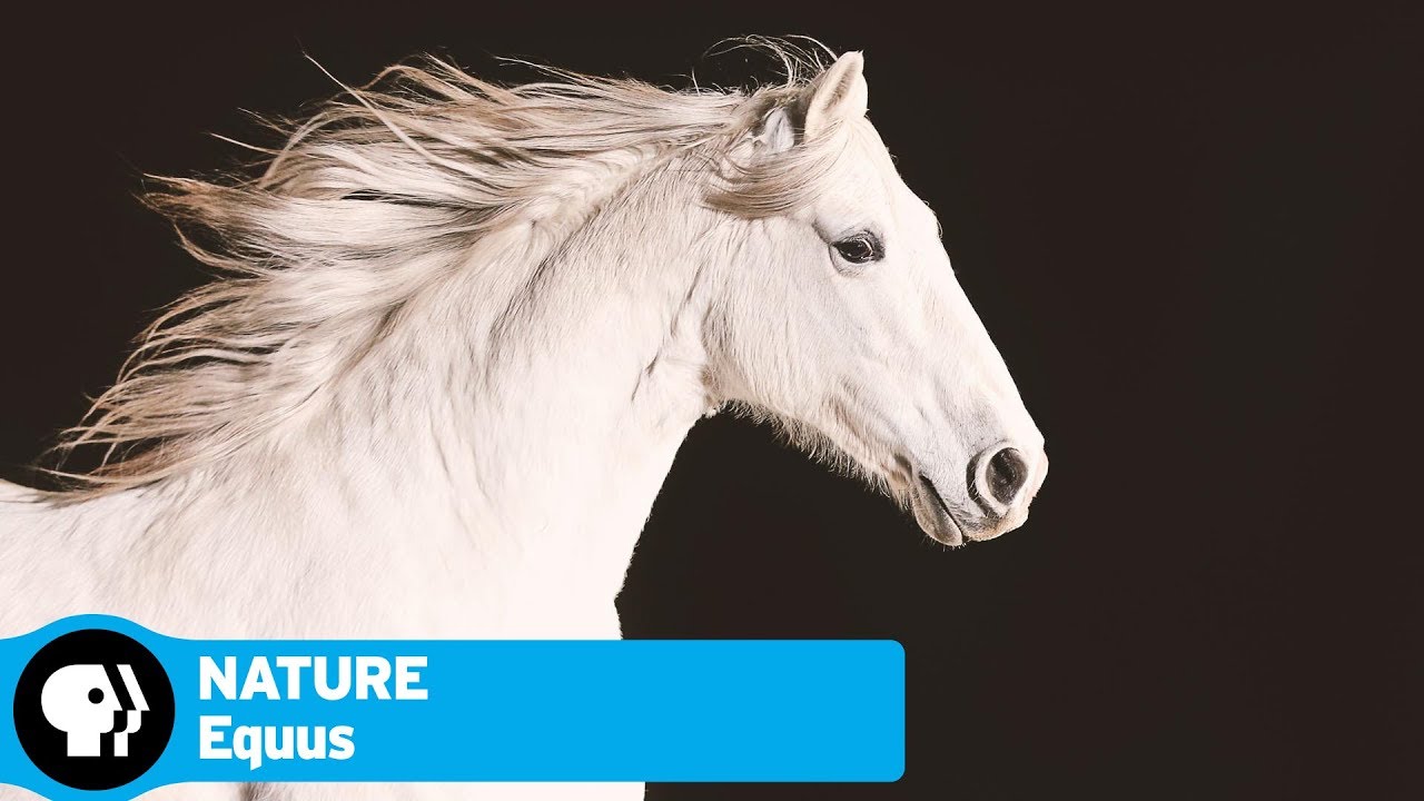 Equus “Story of the Horse” premieres on PBS stations tonight