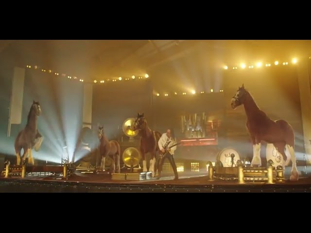 Featured Video: The Budweiser Clydesdales Will Rock You