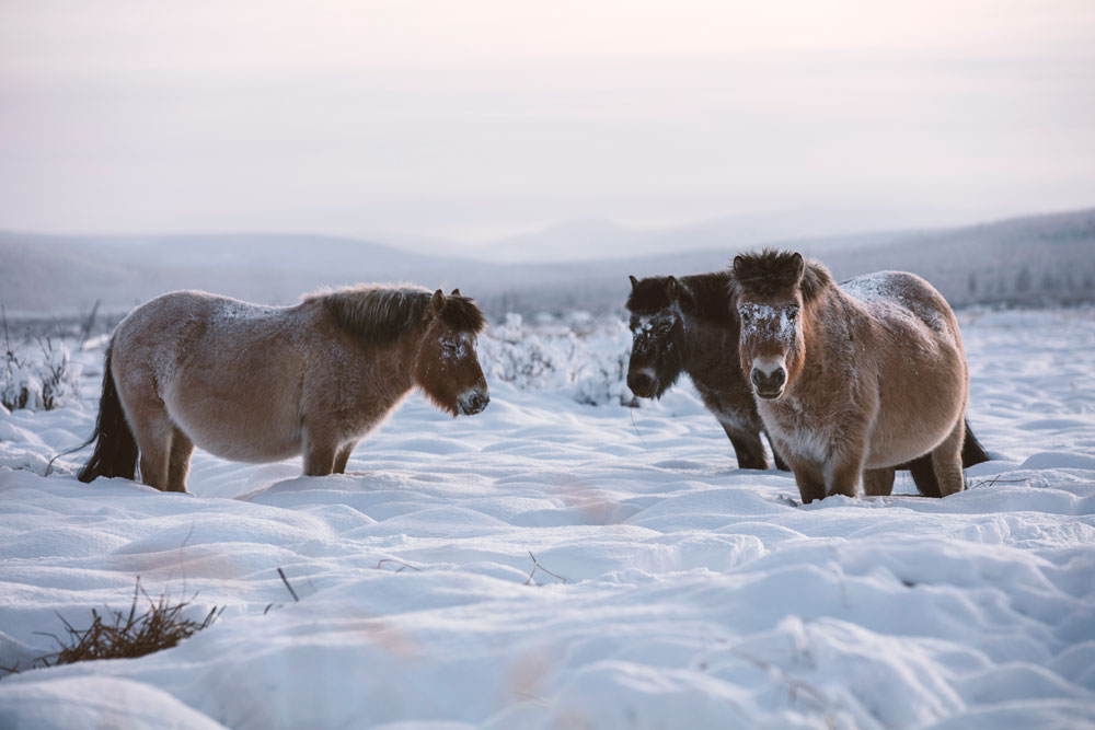 Yakutian Horses from the Nature episode Equus