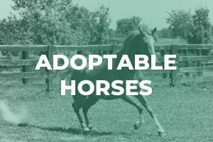 Adoptable Horses