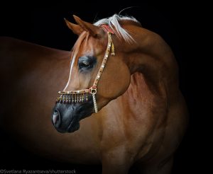 The Arabian Horse Breed