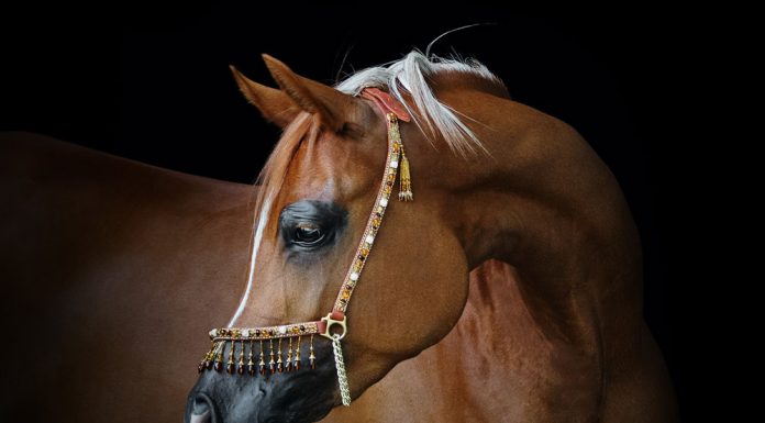 chestnut arabian horse on a black background
