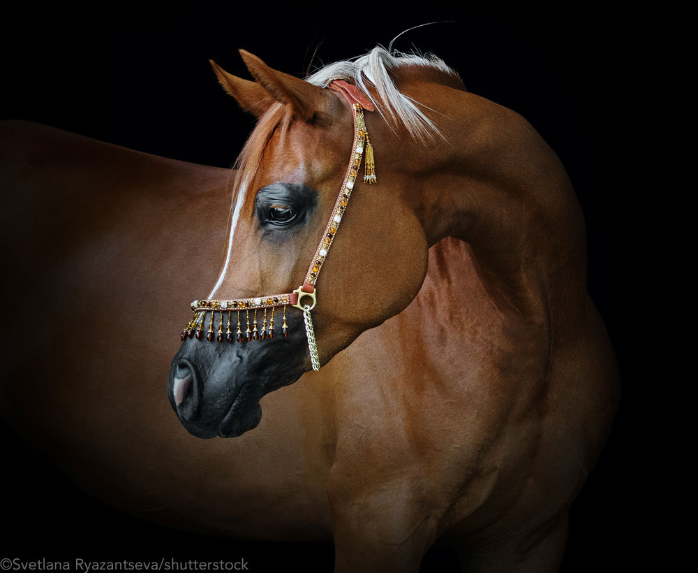 Chestnut Arabian horse on a black background