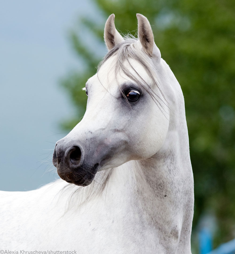 Perfil da face do cavalo árabe 