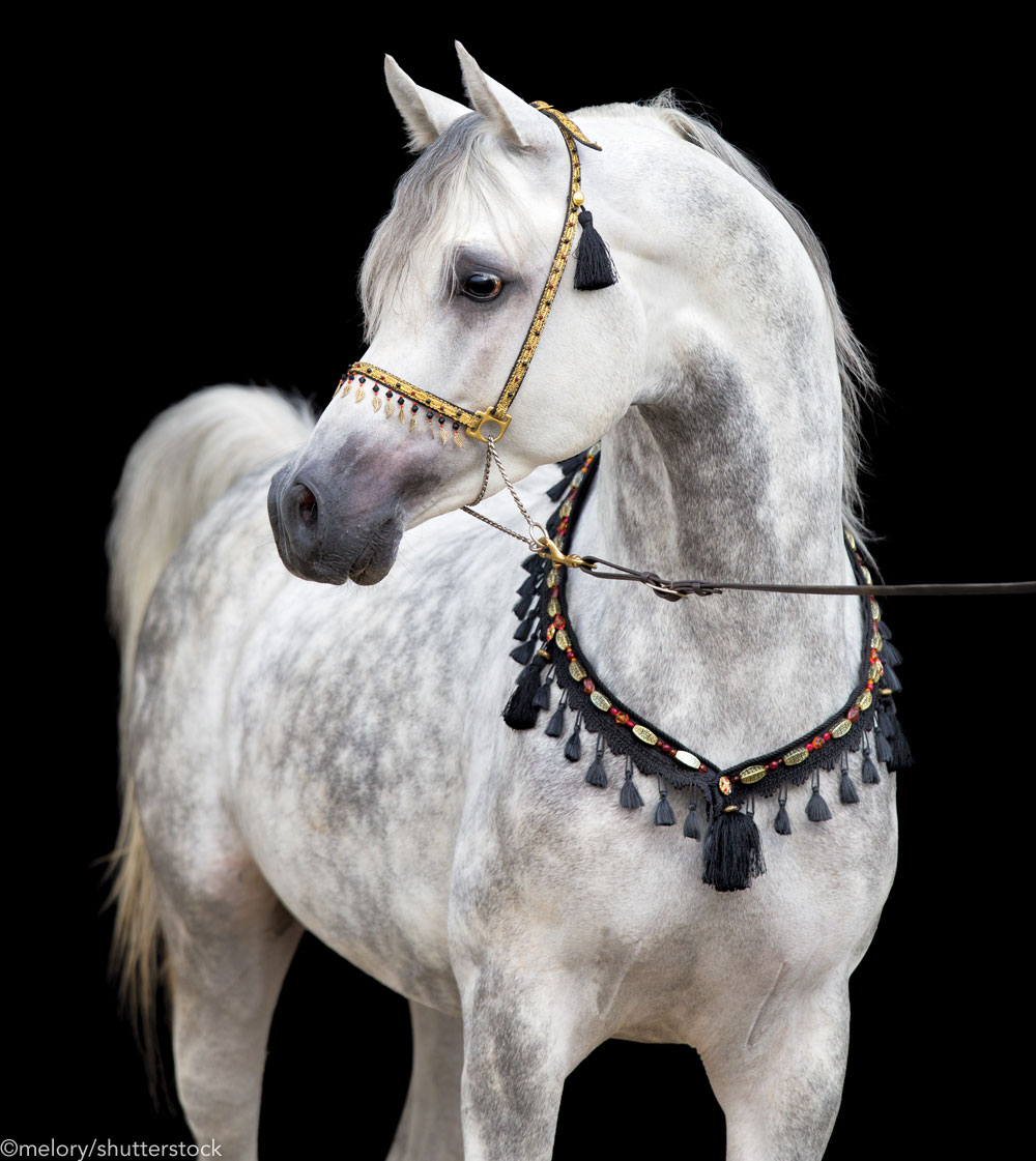 Gray Arabian horse in breed tack