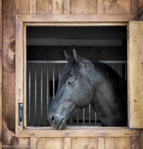 Black horse looking out through a stall window