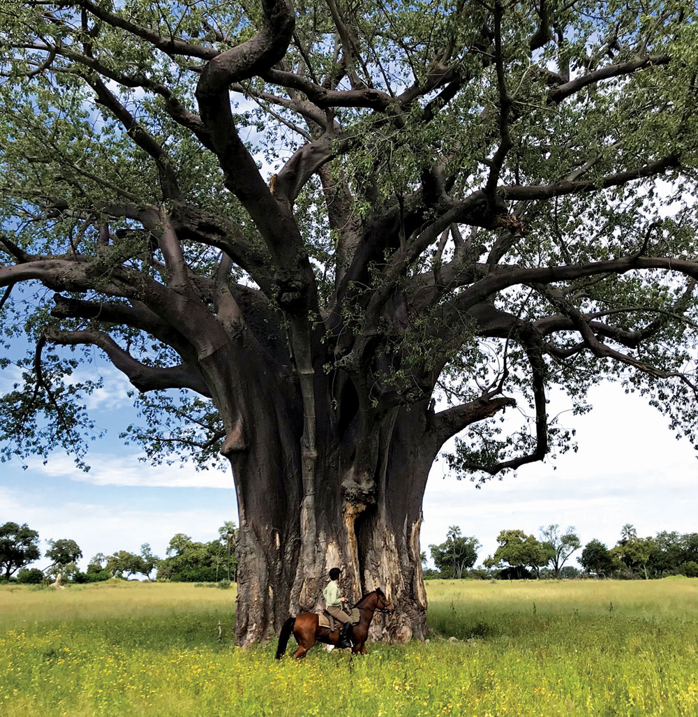 Baobab tree