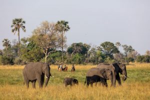Botswana on Horseback