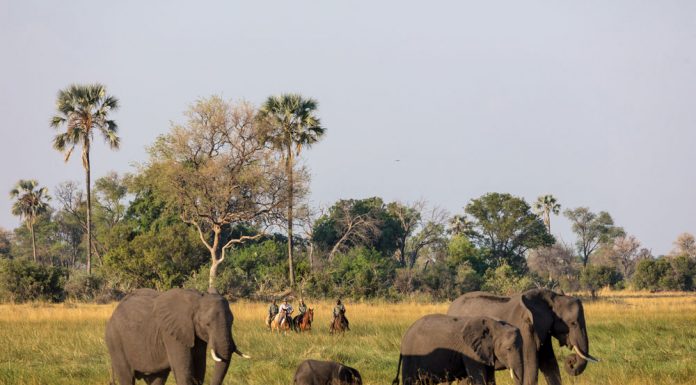 Elephants and a horseback safari in Botswana