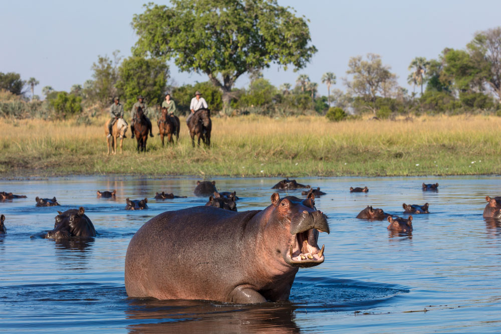 Hippos and a horseback safari