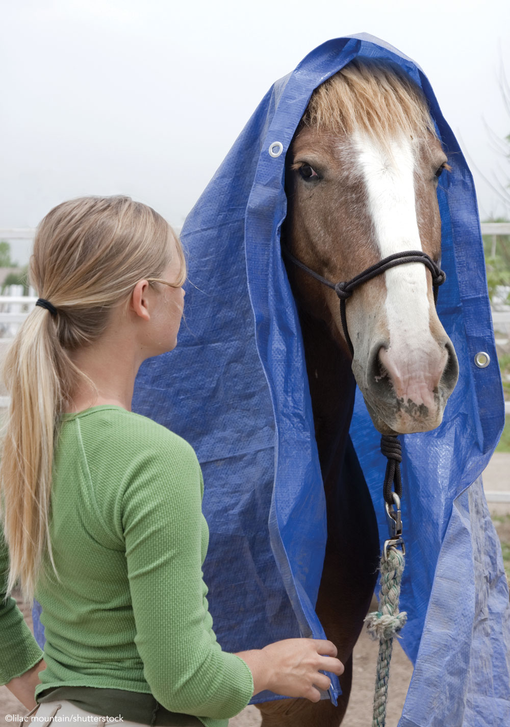 Horse wearing a tarp