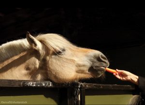 Hand-Feeding Treats to Horses