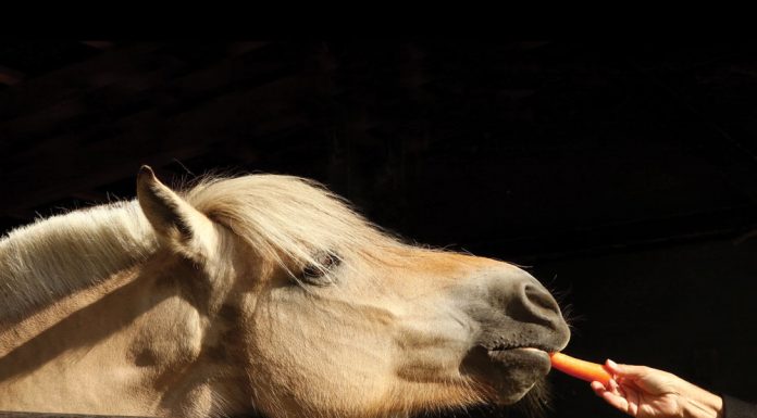 Fjord horse eating a carrot