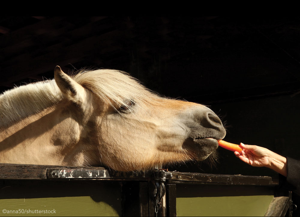 Fjord horse eating a carrot