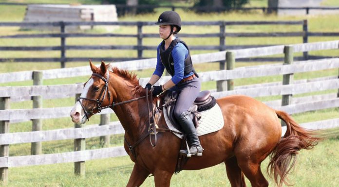 Cantering English horse