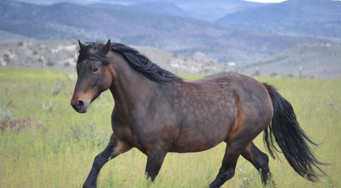 highland pony trotting in a field