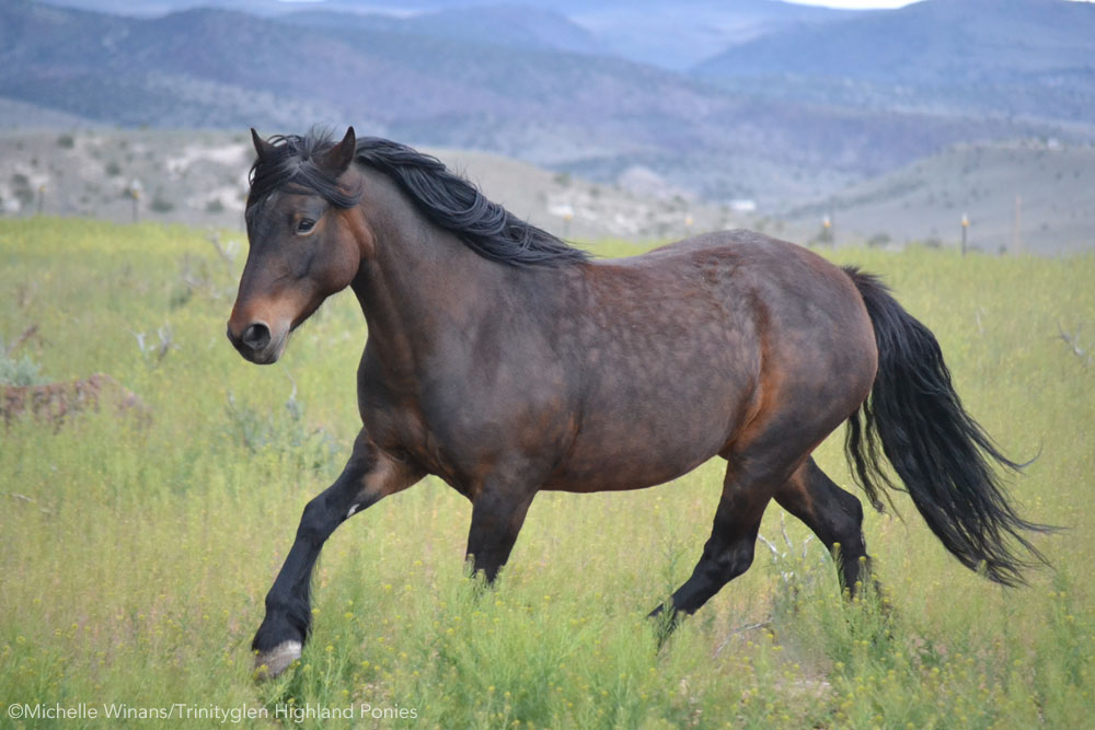 Highland Pony trotting in a field