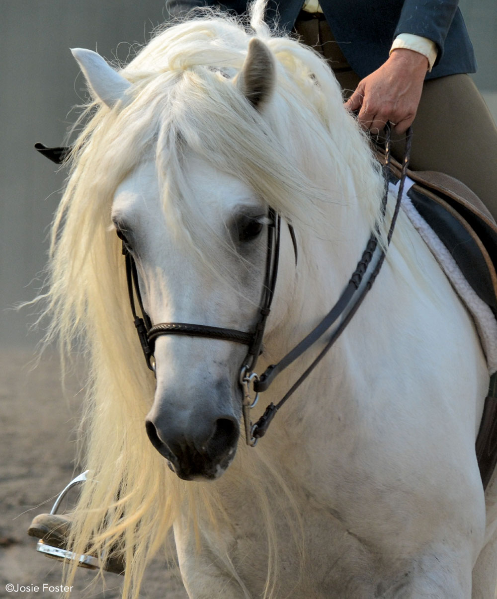 Highland Pony Circle H Glen Livet