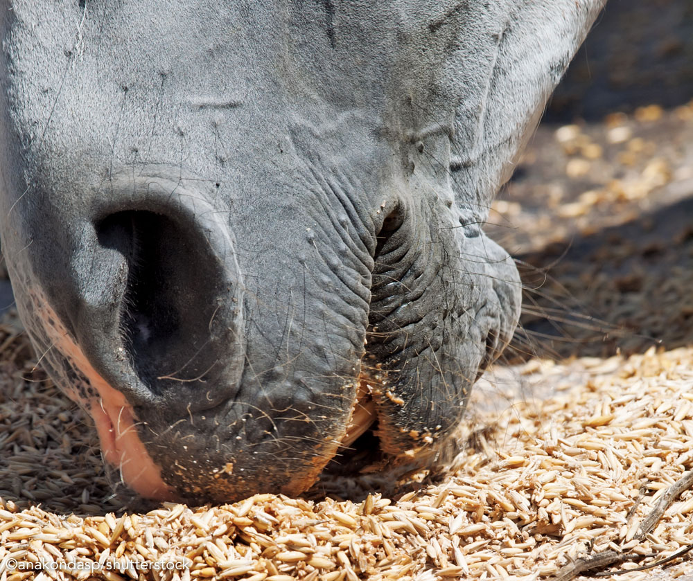 Horse eating oats