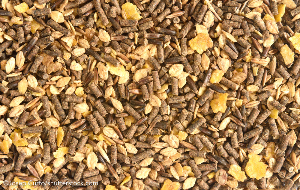 Closeup of horse feed