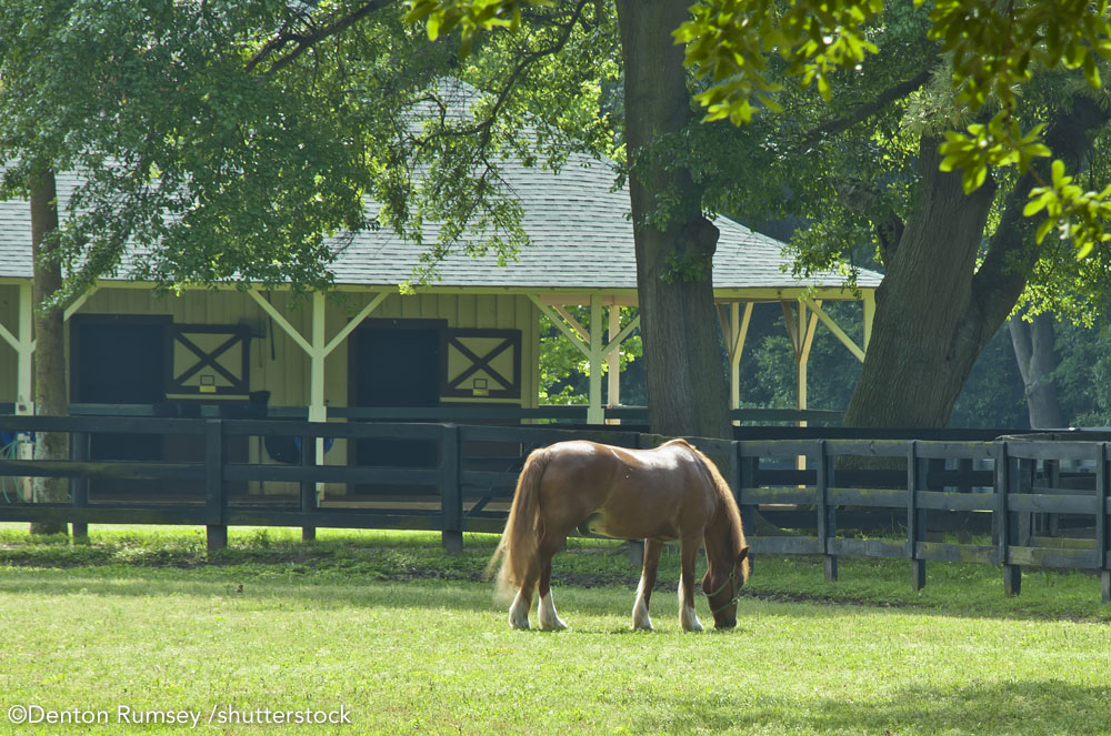 Horse in a pasture