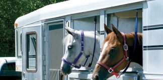Horses in a trailer