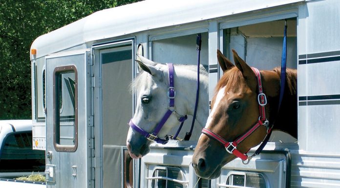 Horses in a trailer