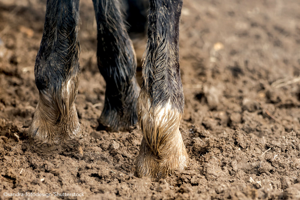 Horse standing in mud