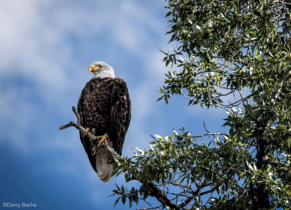 Bald Eagle in Jackson, Wyoming