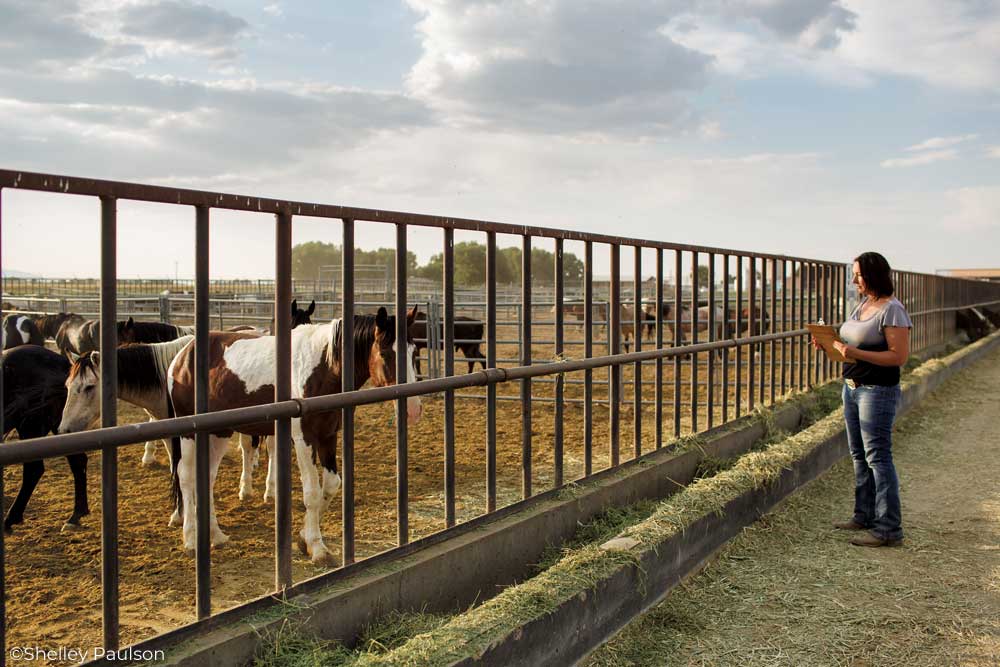 Trainer Annie MacDermaid observes adoptable Mustangs at the BLM facility in Delta, Utah. 