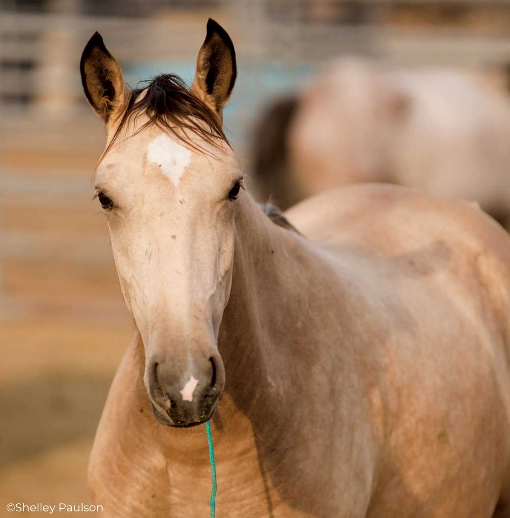 Buckskin Mustang horse